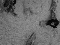 DSCF6298
